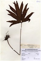 藏品(雙扇蕨)的圖片